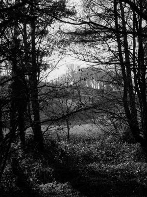 Morning in the Mayfield Valley