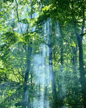 Smoke through the Trees