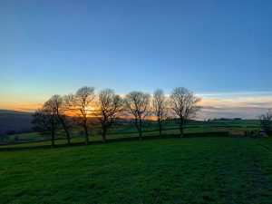 Row of Trees near Flash Farm
