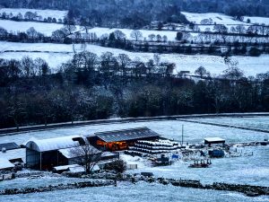 Warm Light in the Cow Shed